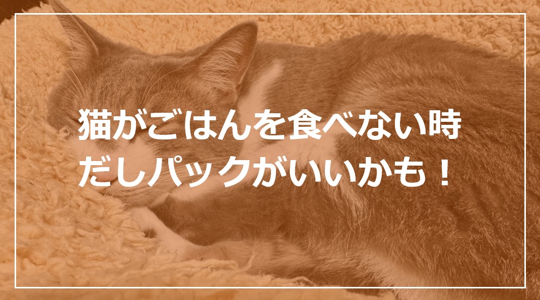 猫がごはんを食べてくれない時はだしパックで香りをつけるといいかも。